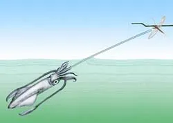 ©2001 by Mark Roberts An illustration of a freshwater squid shooting water at a dragonfly